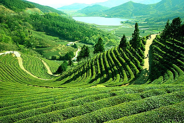 Darjeeling,IHO,Enchanting Green Hills Tour,North East India Holiday