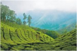 Munnar Expeditions, North and South India Tours,Indian Holiday Options, Vacation
