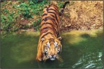 Tiger, Indian Wildlife, Ranthambore National Park, Golden Traingle with Wildlife